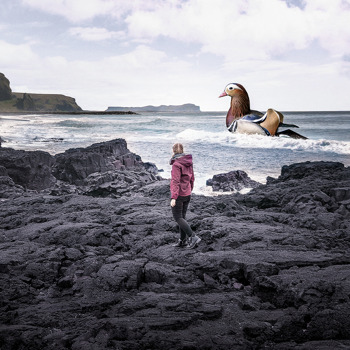 Collage mit Mandarinente in Vik am Strand