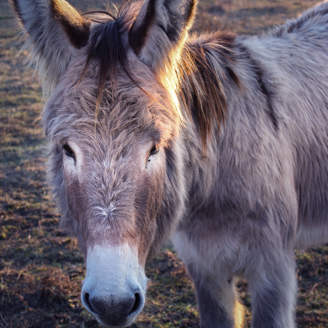 Esel Portrait Fotografie
